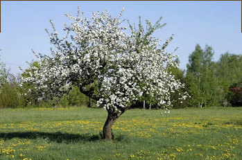 An old Apple tree