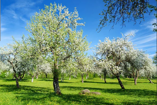 An Apple orchard